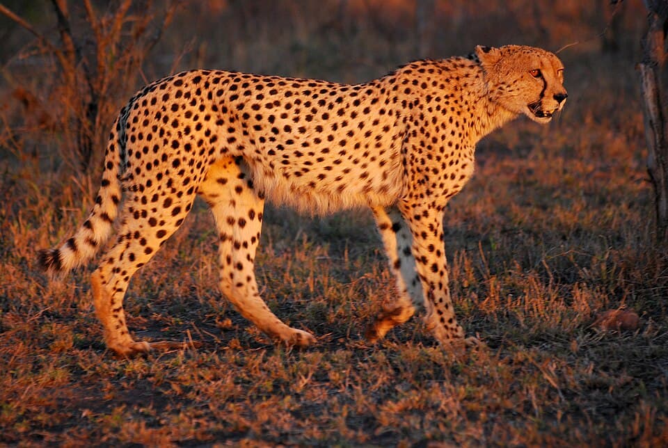 Cheetah Chase